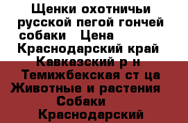 Щенки охотничьи русской пегой гончей собаки › Цена ­ 4 000 - Краснодарский край, Кавказский р-н, Темижбекская ст-ца Животные и растения » Собаки   . Краснодарский край